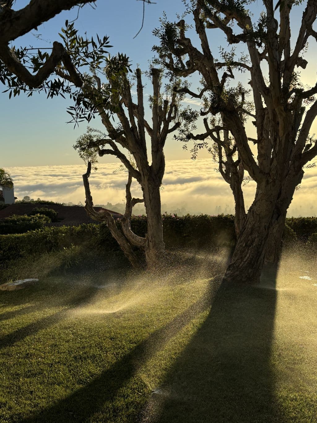 Sprinklers watering lawn under olive trees above a cloud layer. Work by Construction Hub in Los Angeles.