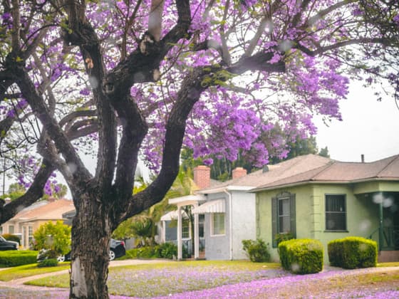 Homes in Ladera Heights, in the Los Angeles area