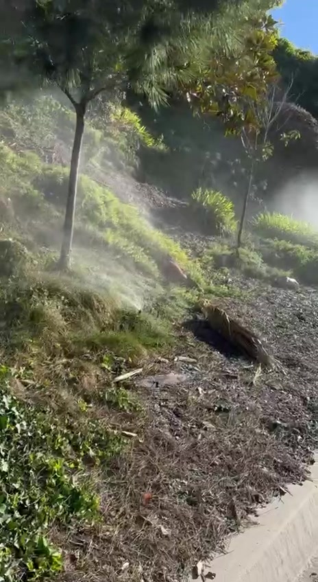 Spray heads running on an ivy slope under young trees in Palos Verdes.