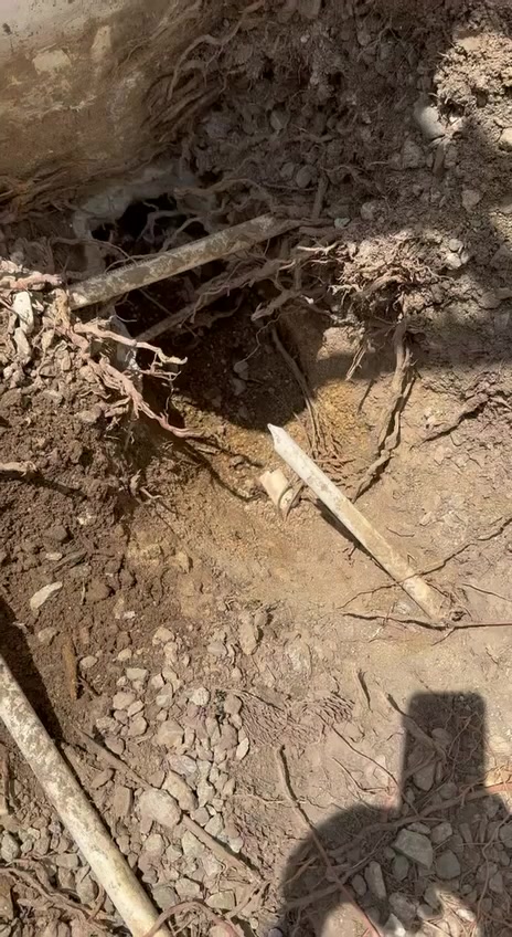 The old line along a house wall, short lengths of pipe lying in the trench in a mat of fine roots.